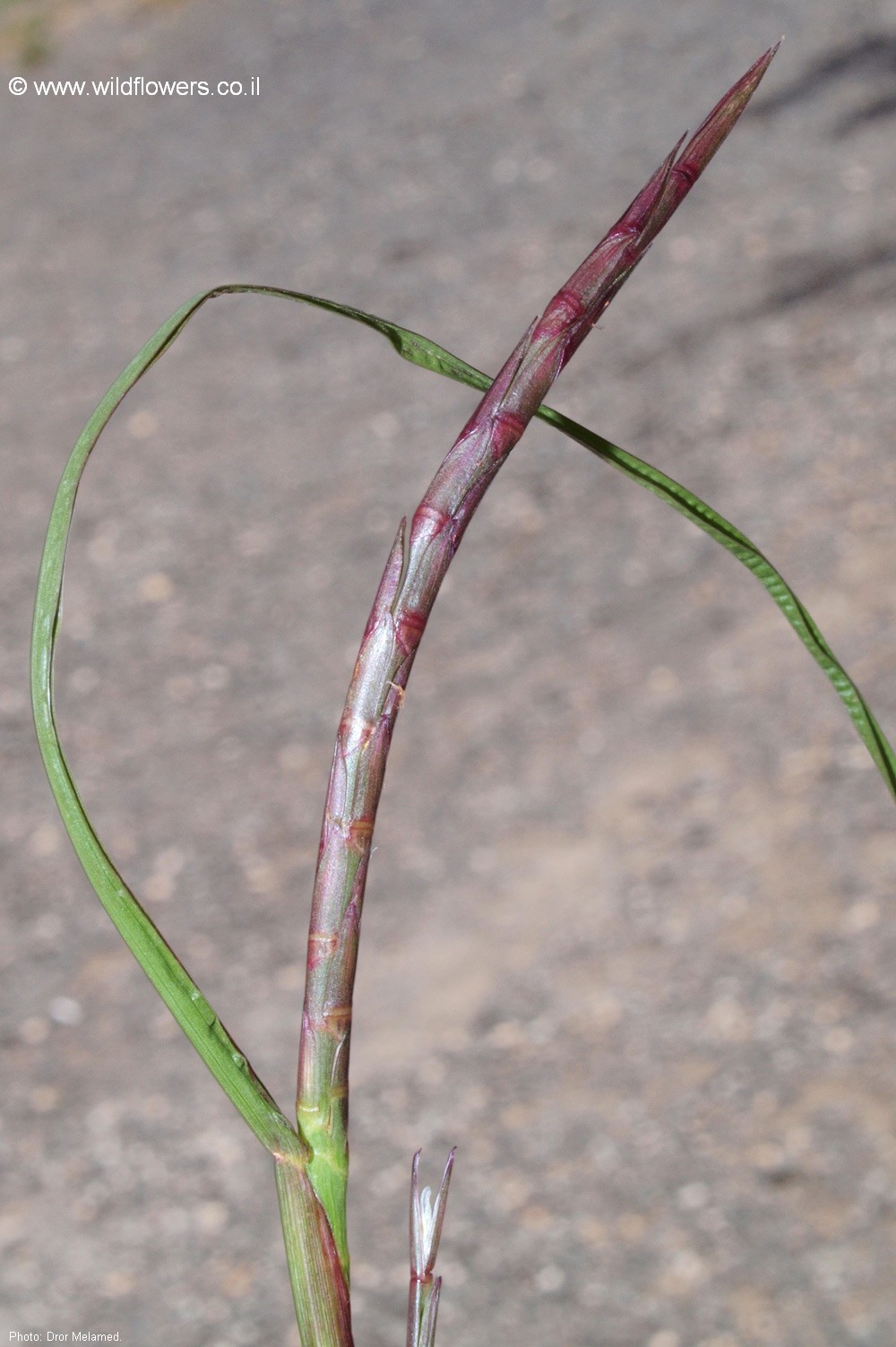 Hemarthria altissima
